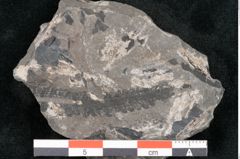 Foto (Detailansicht) von Asterocarpus meriani Br. (NHMW-GEO-2024-0188-10495)